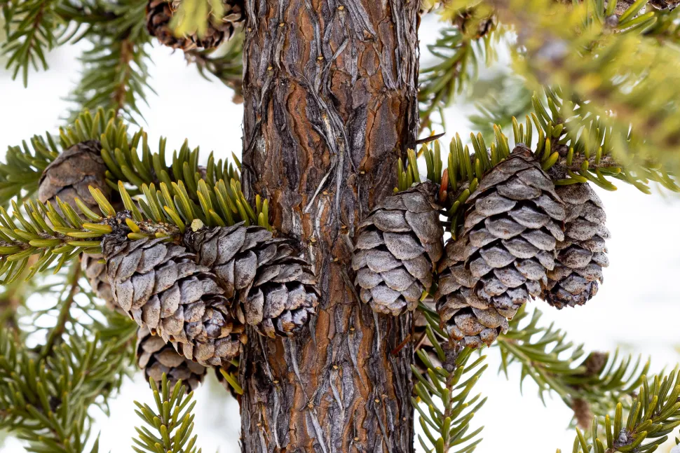 Kogler af Picea Mariana