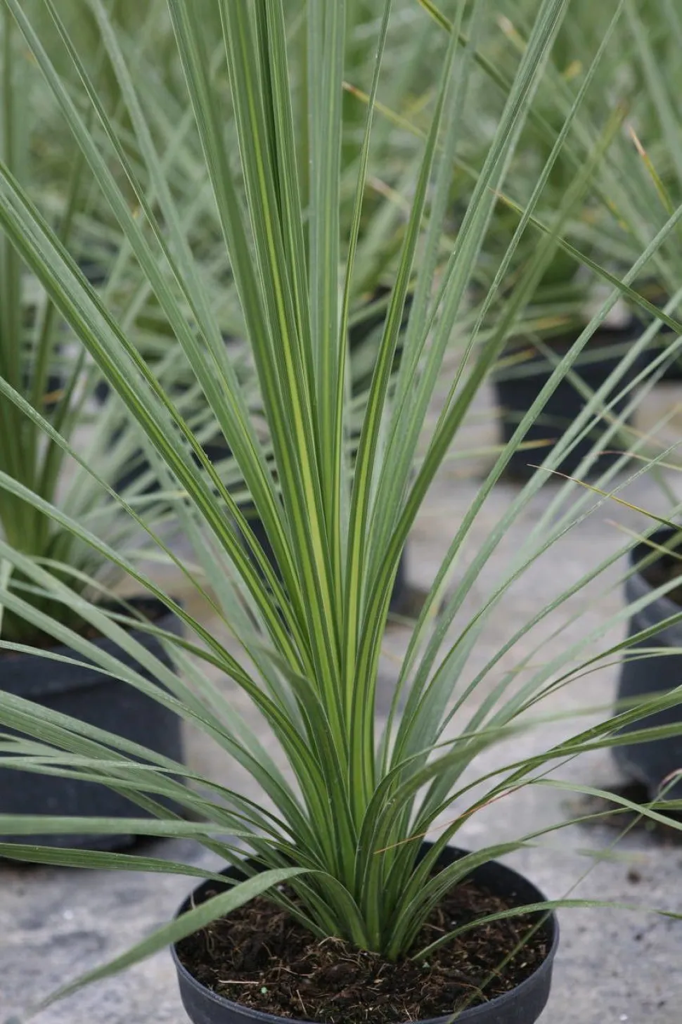 Cordyline indivisa folhas verdes