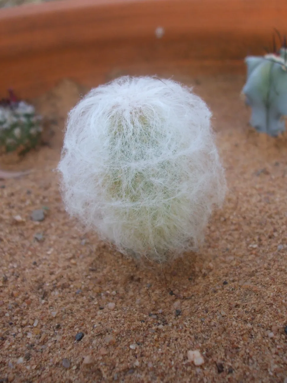 Kleine zuilcactus bedekt met haren Espostoa melanostele nana