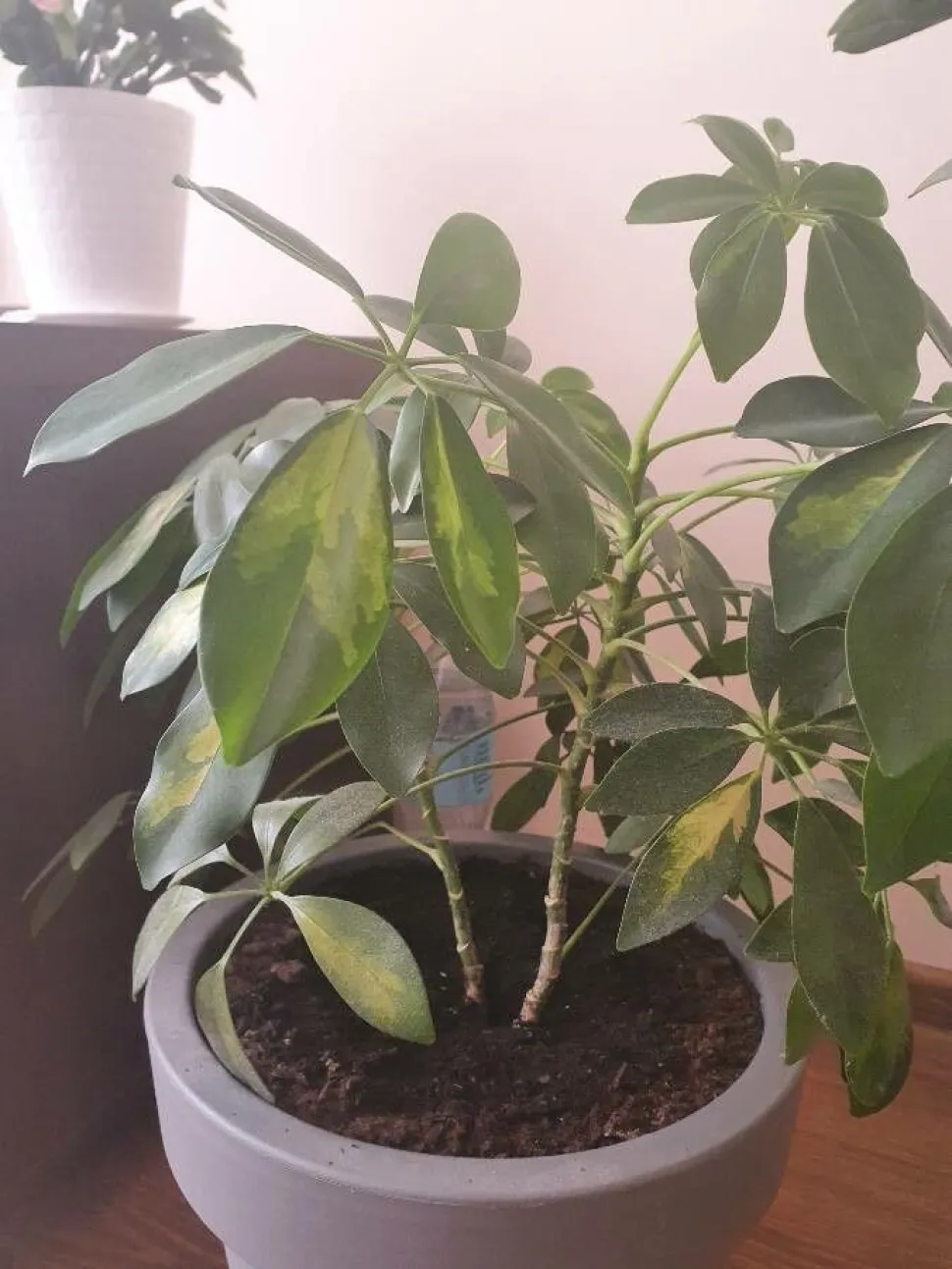 Dwergparasolboom in pot