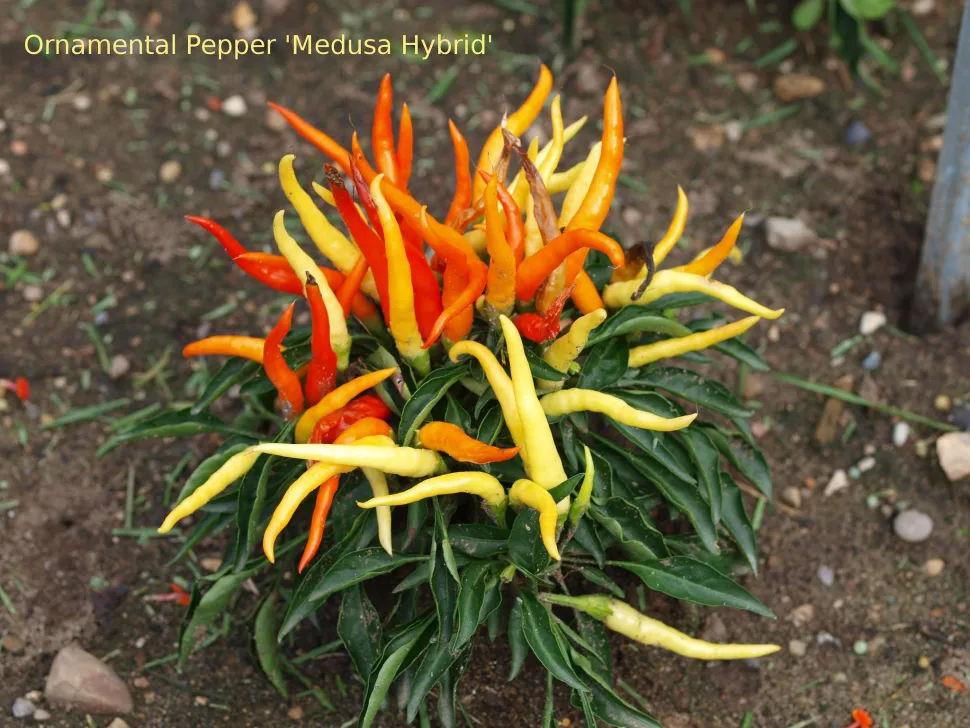 Piment ornement Black Pearl