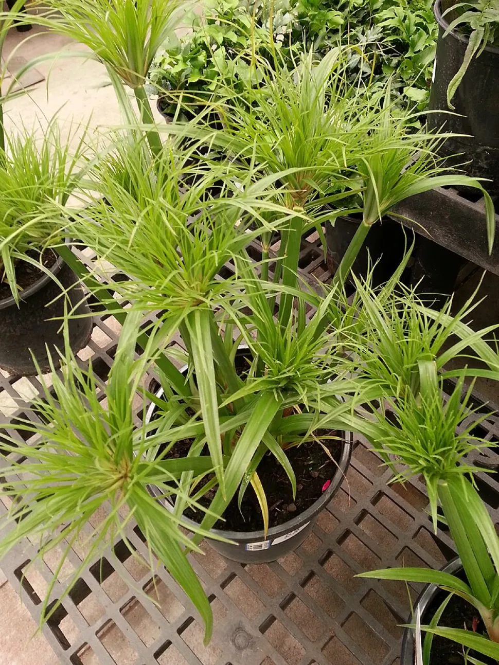 Cyperus papyrus in vaso
