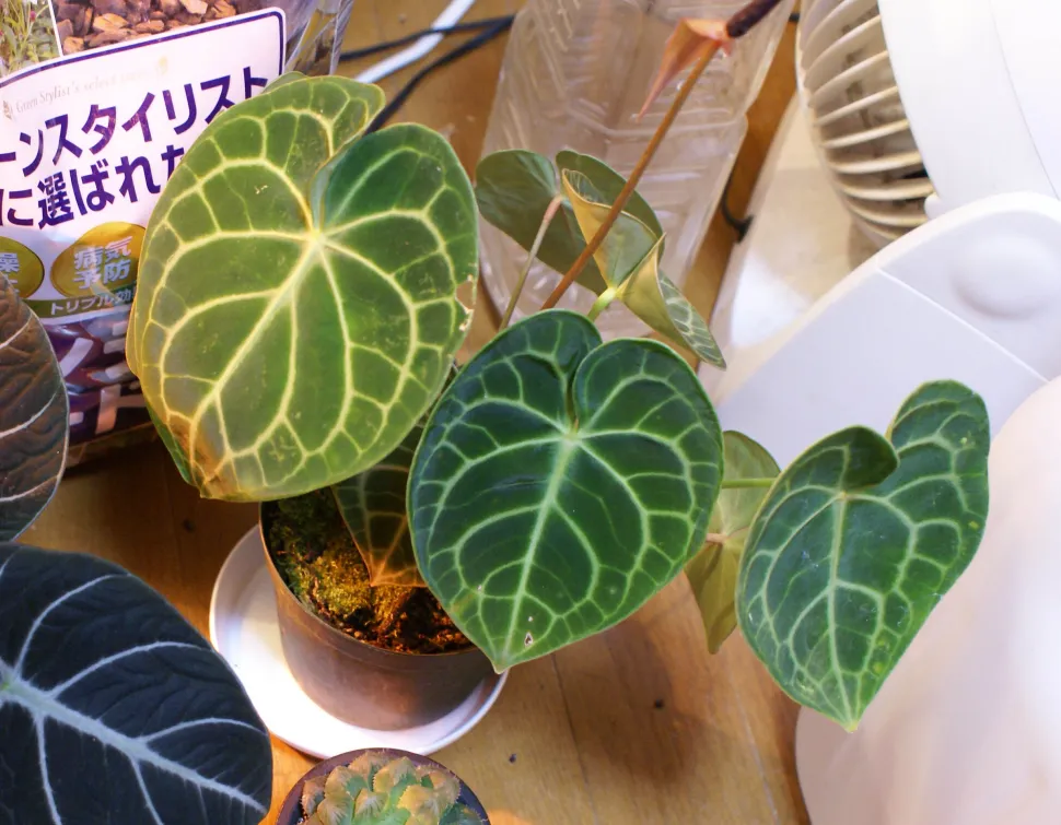 Anthurium clarinevirum im Topf