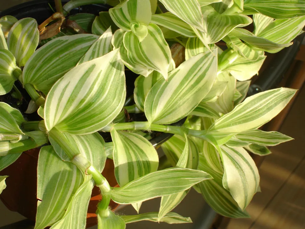 Tradescantia fluminensis 'Albiflora' con foglie variegate bianche e verdi