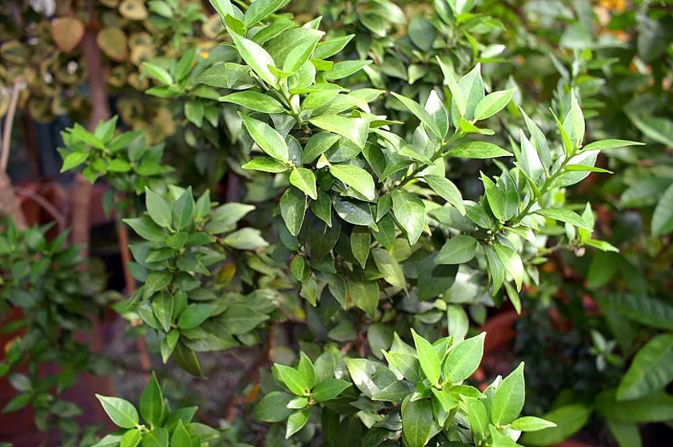 Laub Citrus aurantium