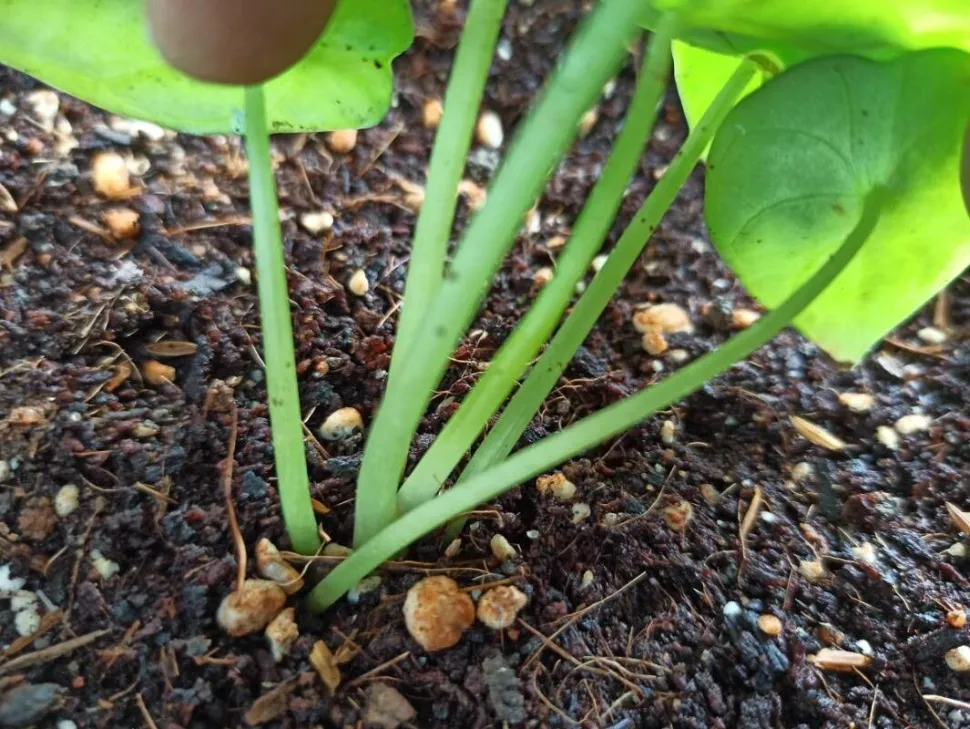 Pecíolos Alocasia baginda