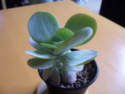 Pianta di Kalanchoe in vaso