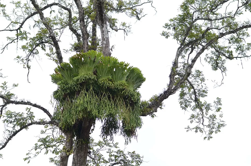 Platycerium coronarium in cima ad un albero