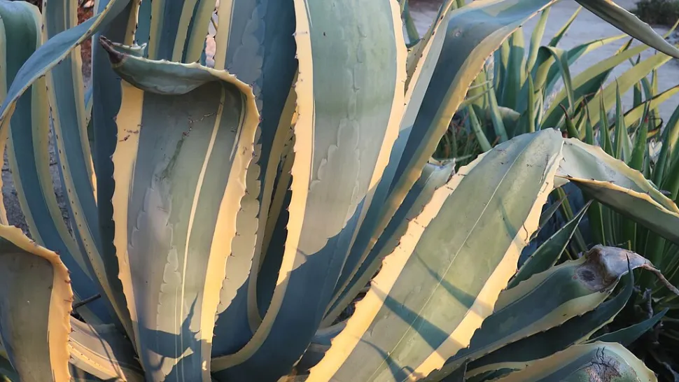 Green and yellow leaves Agave americana variegata