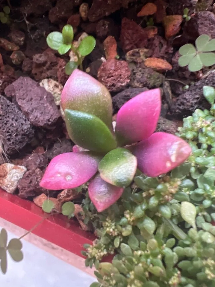 Anacampseros Sunrise lyserøde blomster