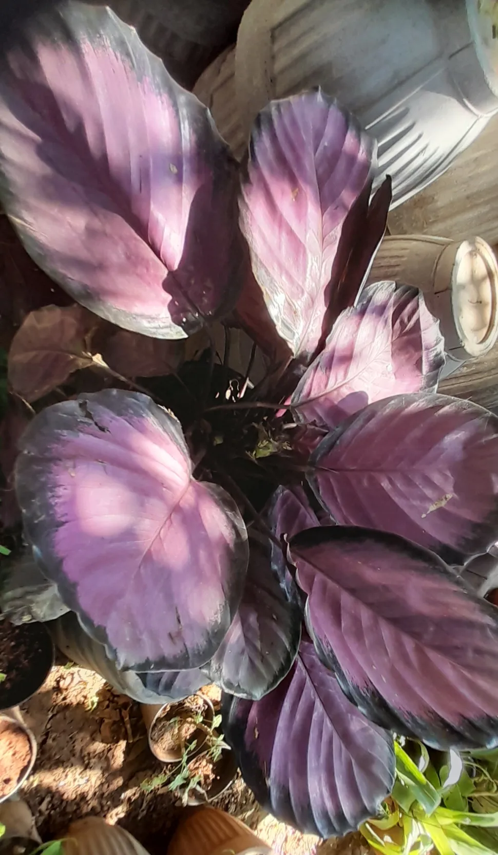 Goeppertia picturata Crimson nel terreno