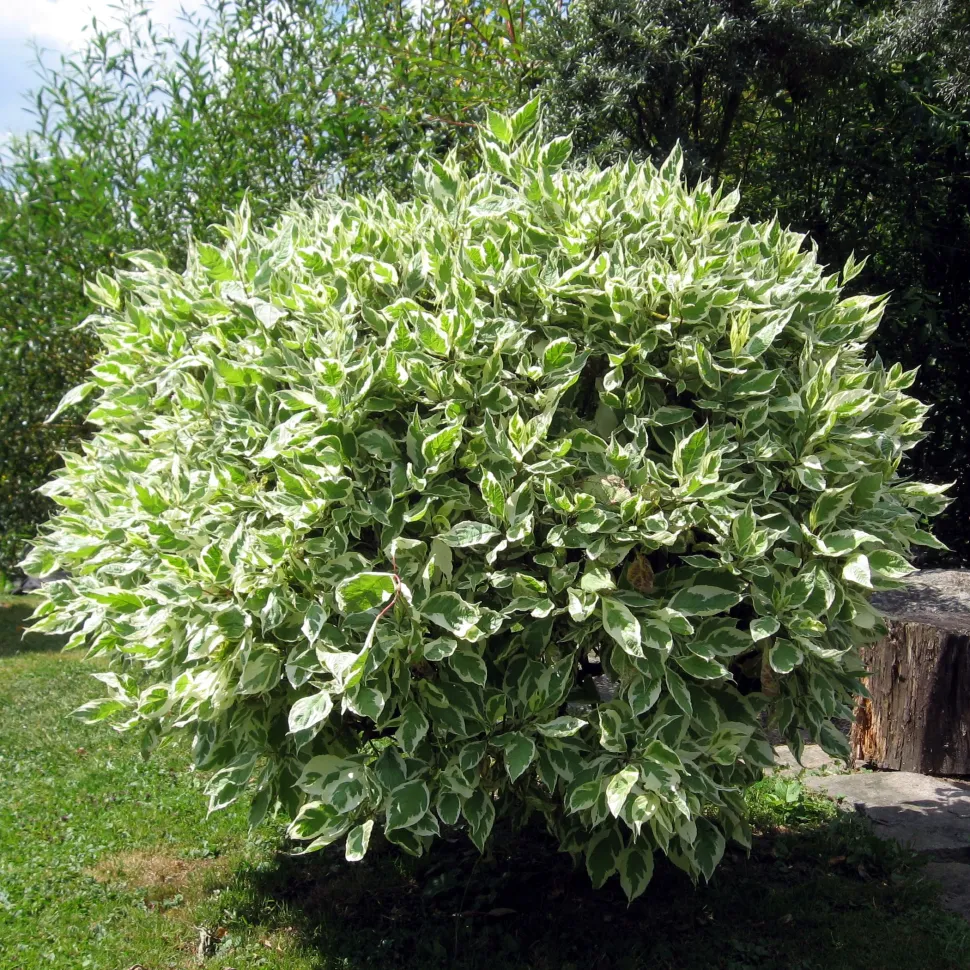 Ficus benjamina panaschierte Blätter