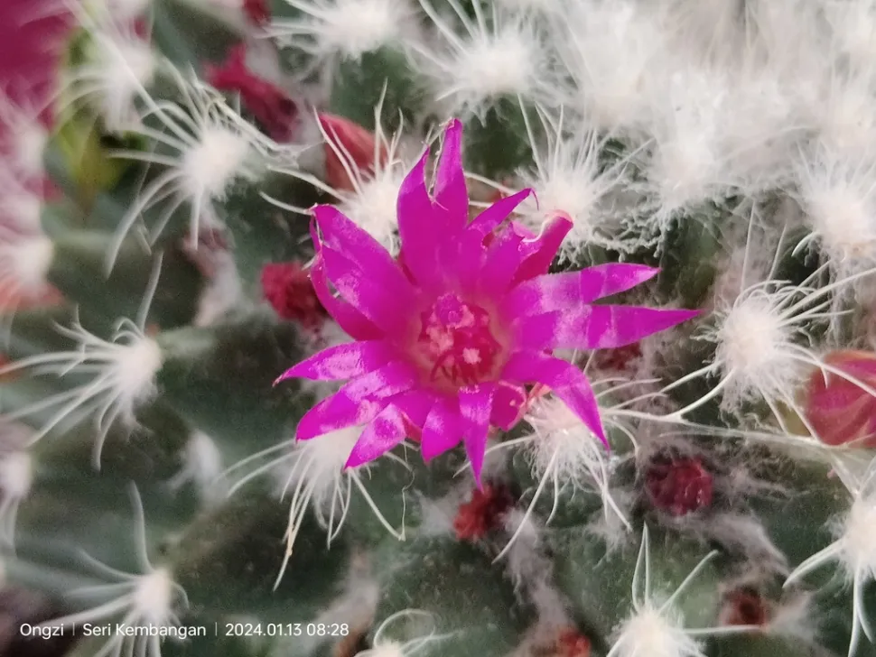 Roze bloem Mammillaria polythele
