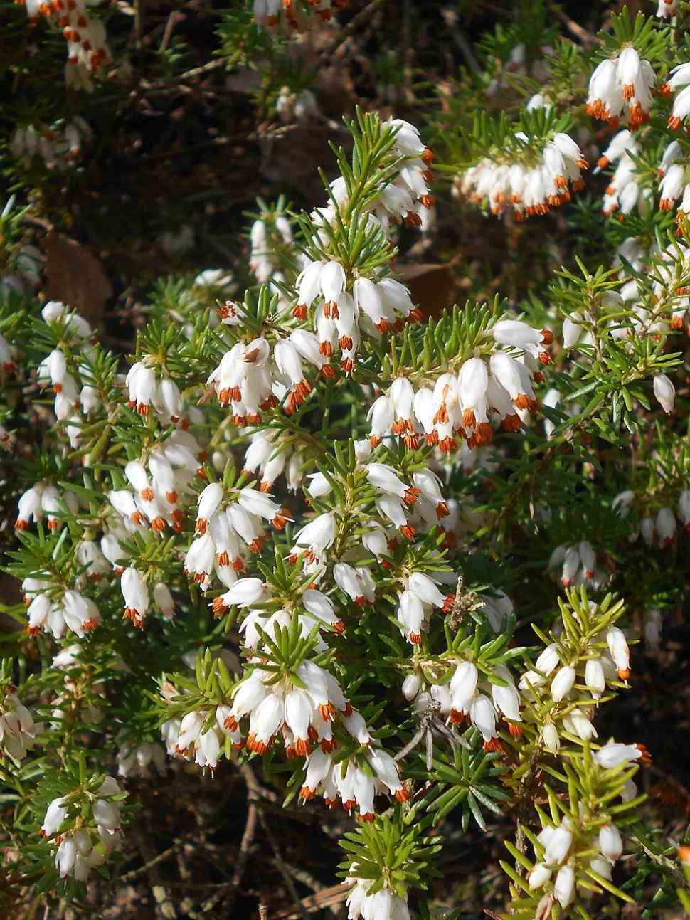 Urze alpina flores brancas Erica carnea