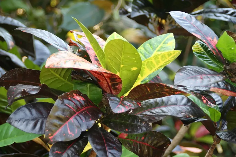 Junge und alte Blätter von Croton Norma