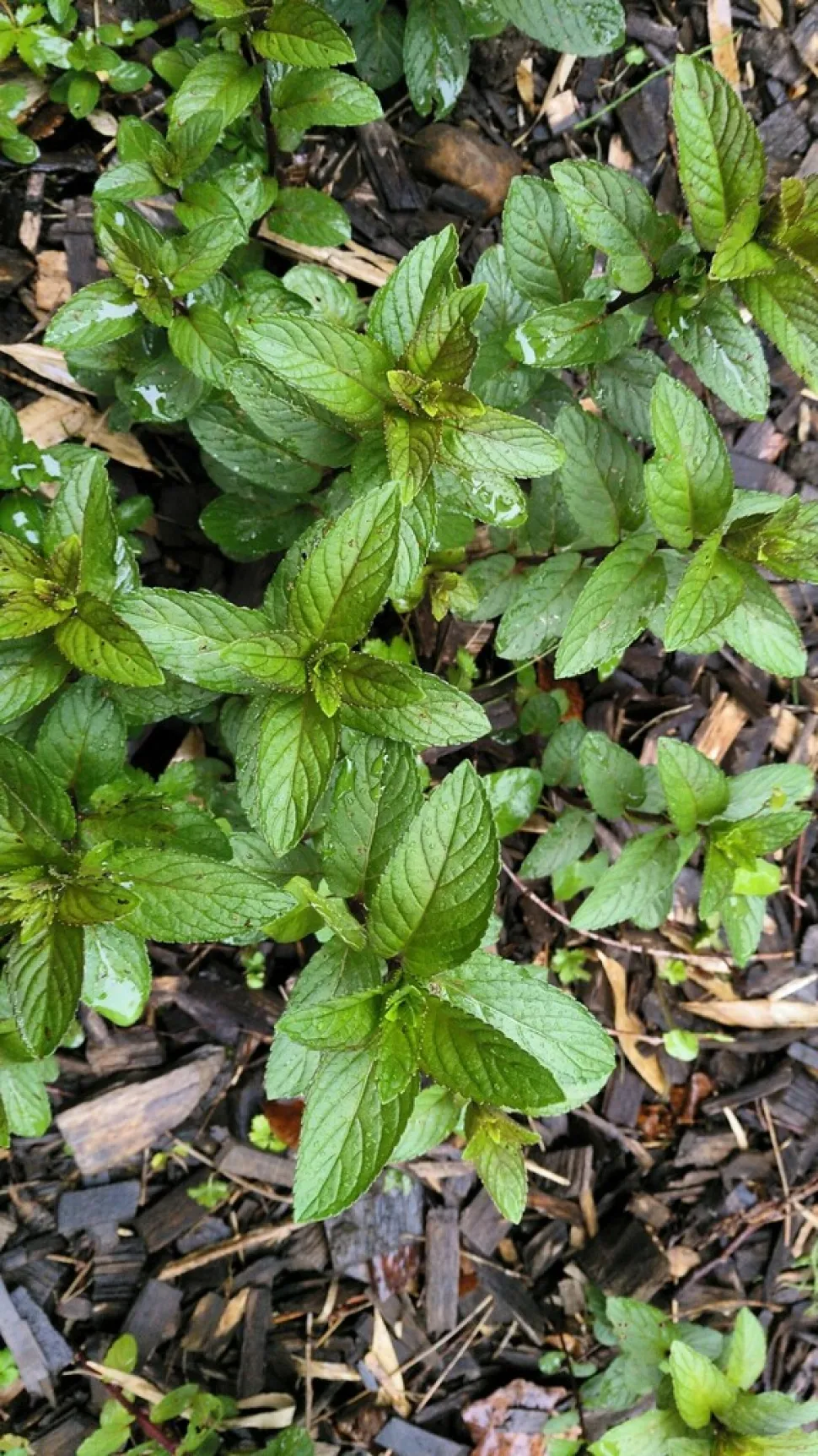 Mentha piperita pebermynte i jorden