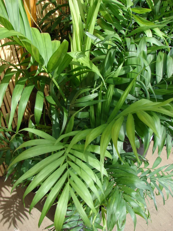 Palm-shaped leaves of Chamaedorea elegans