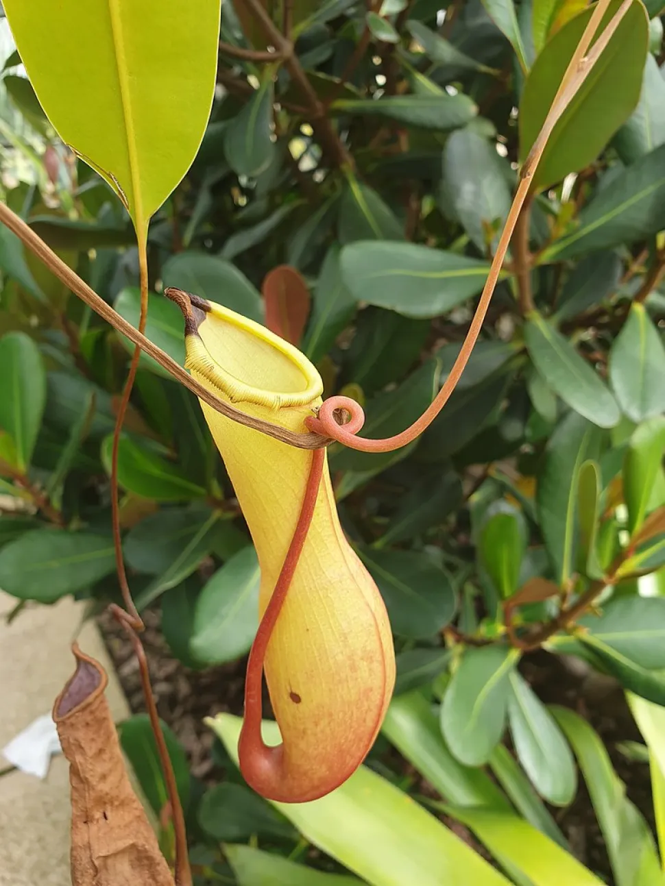 Grøn peristom Nepenthes alata