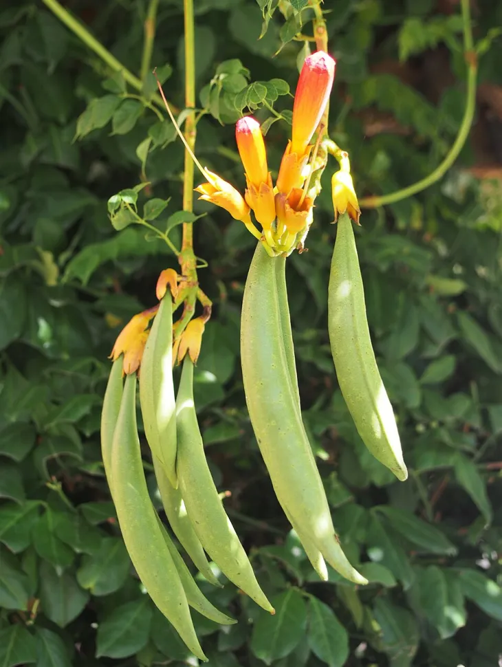 Bignone-frugt Campsis radicans