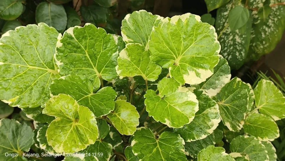 Foglie variegate Polyscias scutellaria