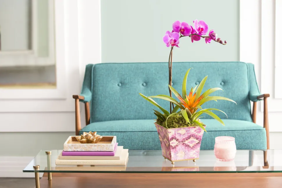 Orchidea e Guzmania in fiore davanti a un divano blu