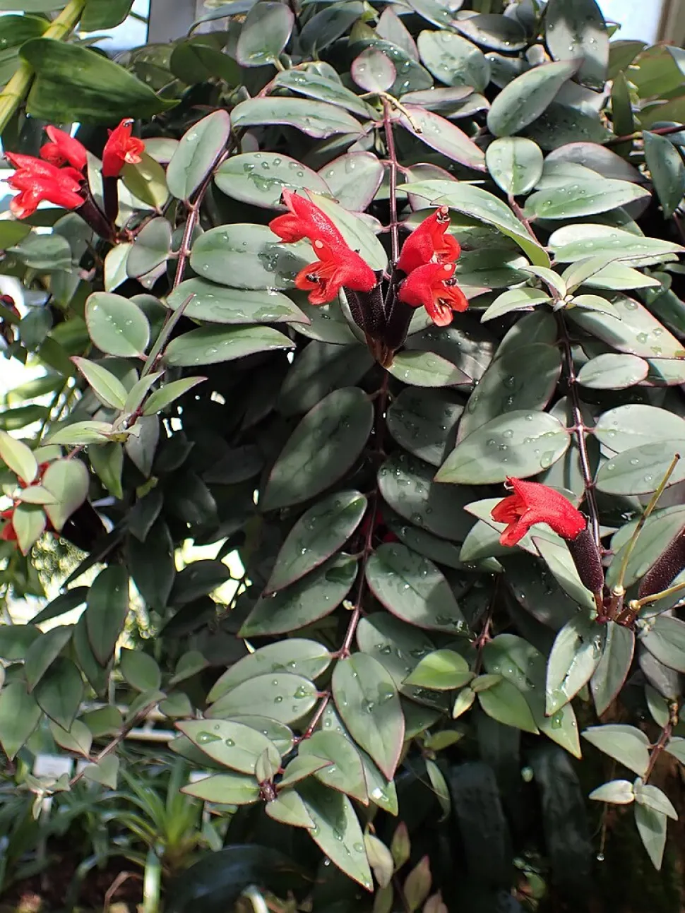Aeschynanthus pulcher in fiore