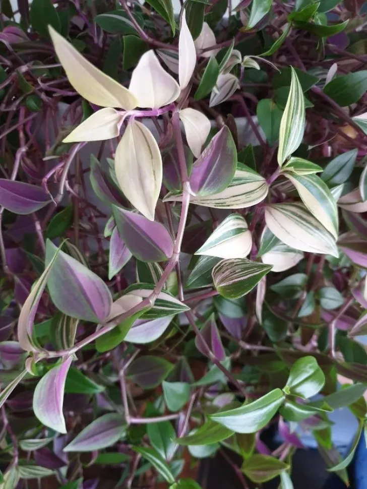 Feuilles vertes et roses de Misère Tradescantia 'Discolor Multicolor'