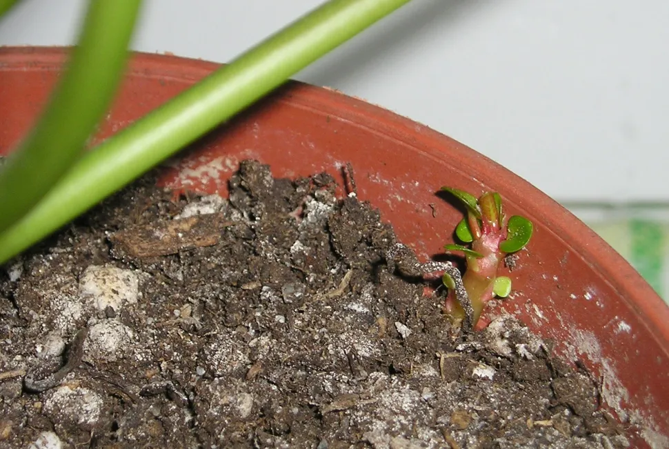 Ablehnung von Pilea peperomioides