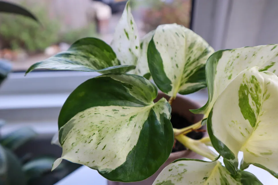 Folhas brancas e verdes de Pothos Manjula
