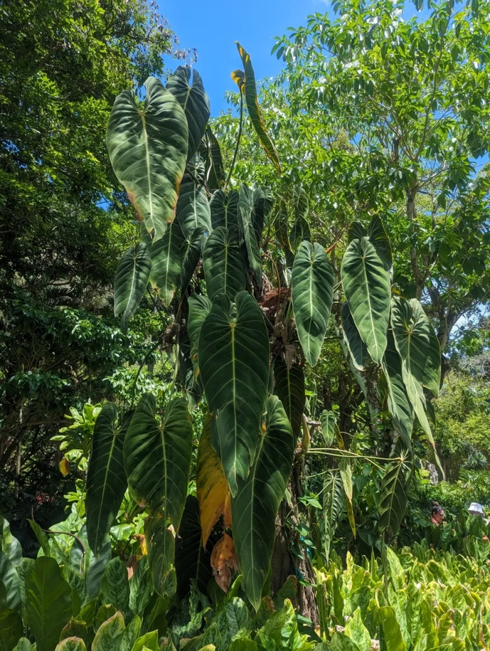 Philodendron melanochrysum i jorden
