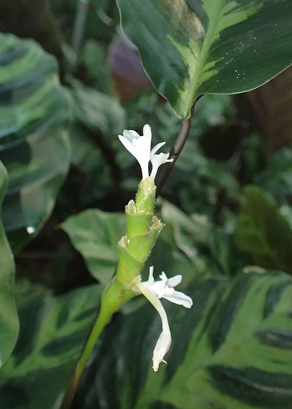 Flores de Calathea lietzei