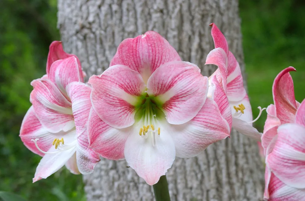 Amarilis rosa y blanca Hippeastrum x hortorum