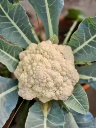 White apple spring cauliflower