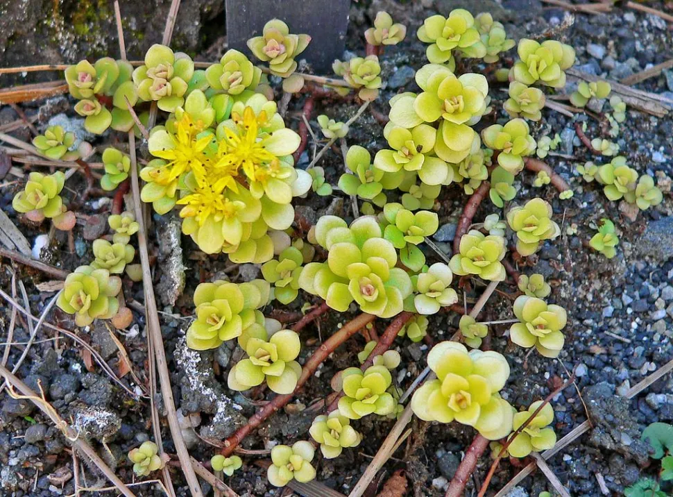 Fleurs de sedum Ogon