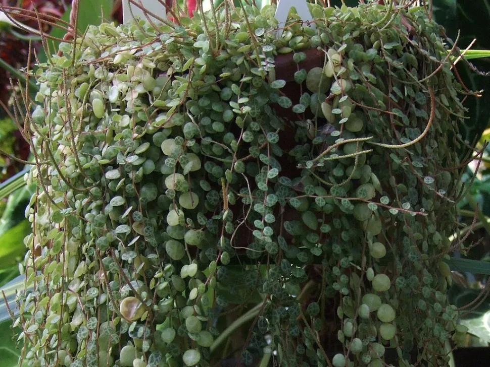 Peperomia Suspension Schildkrötenkette