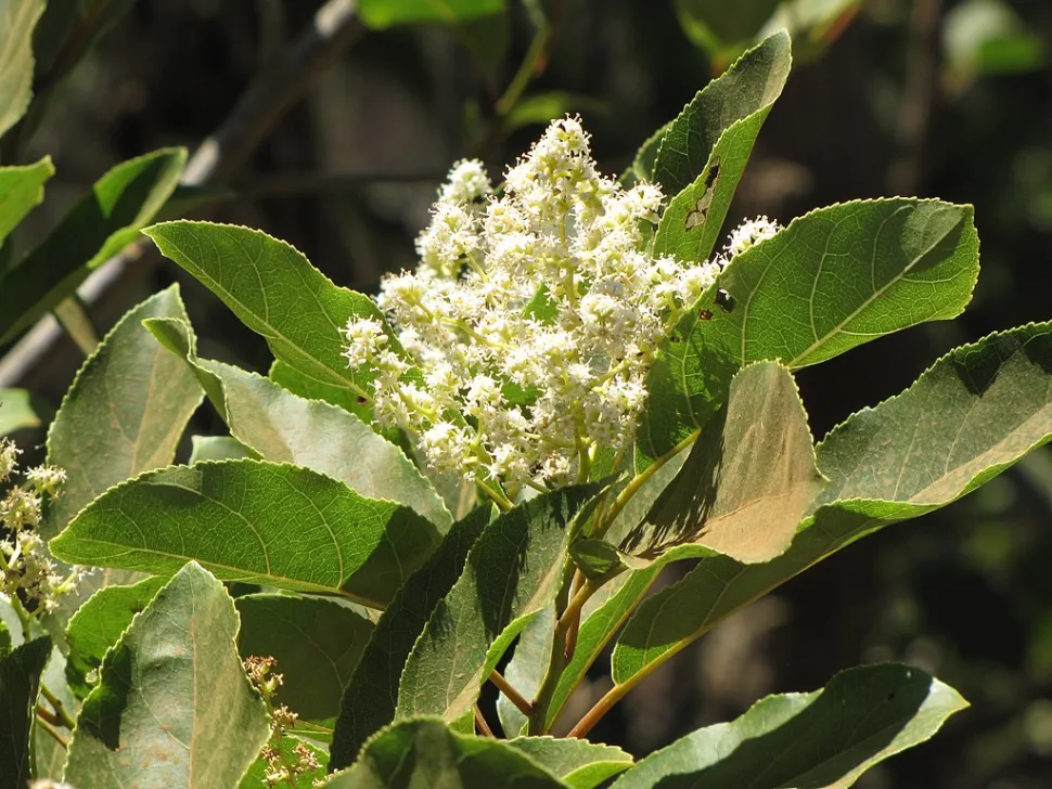 Fiori bianchi Ehretia acuminata