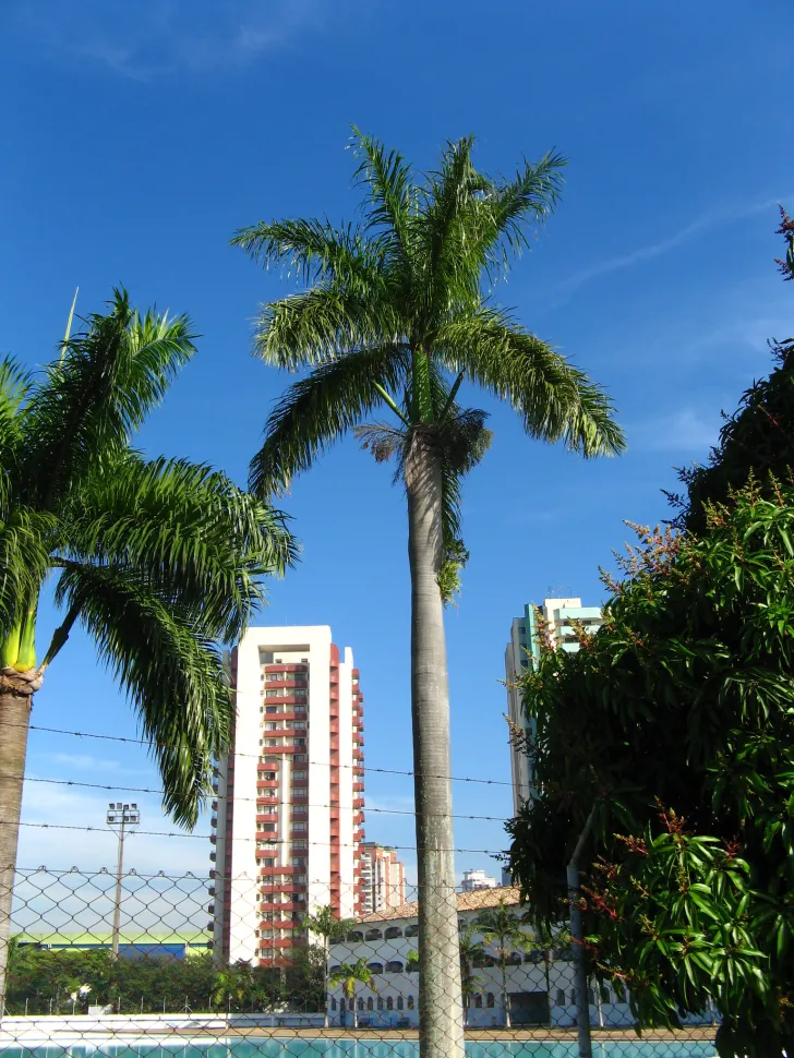 Palmera Syagrus romanzoffiana en el suelo