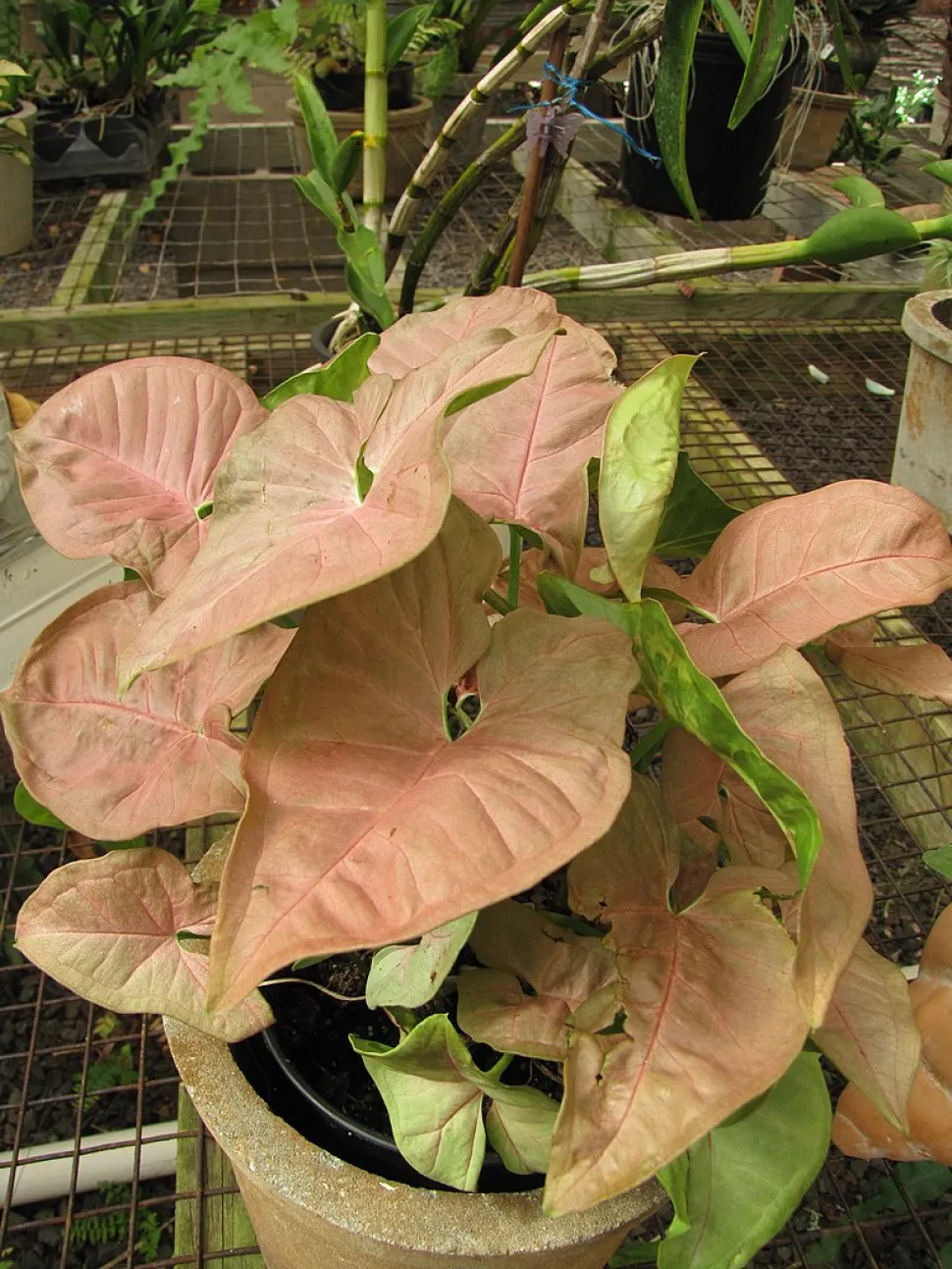 Caladium bicolore hojas finas de color rosa
