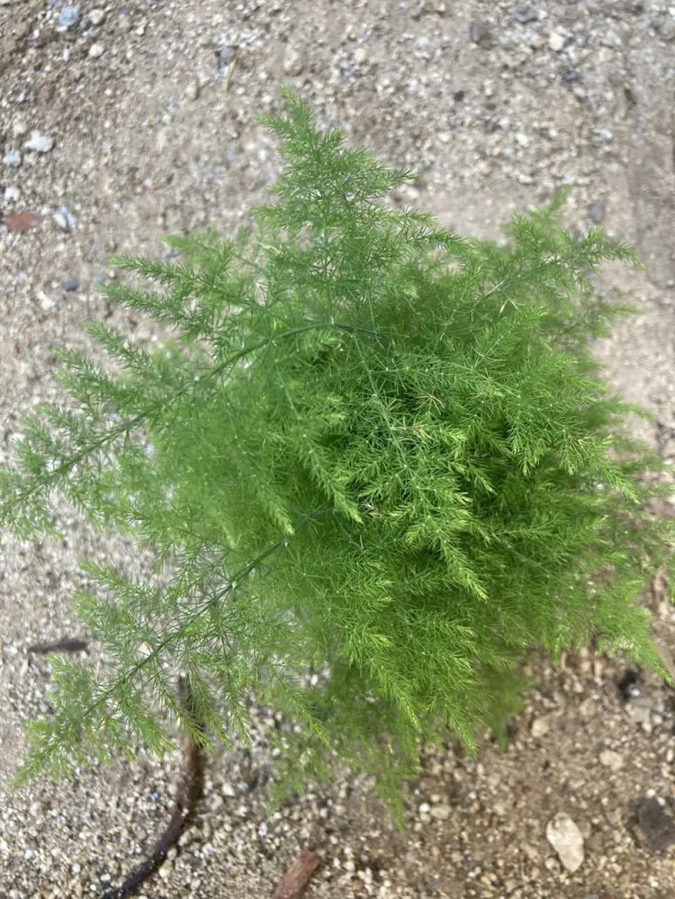 Florist's asparagus, top view