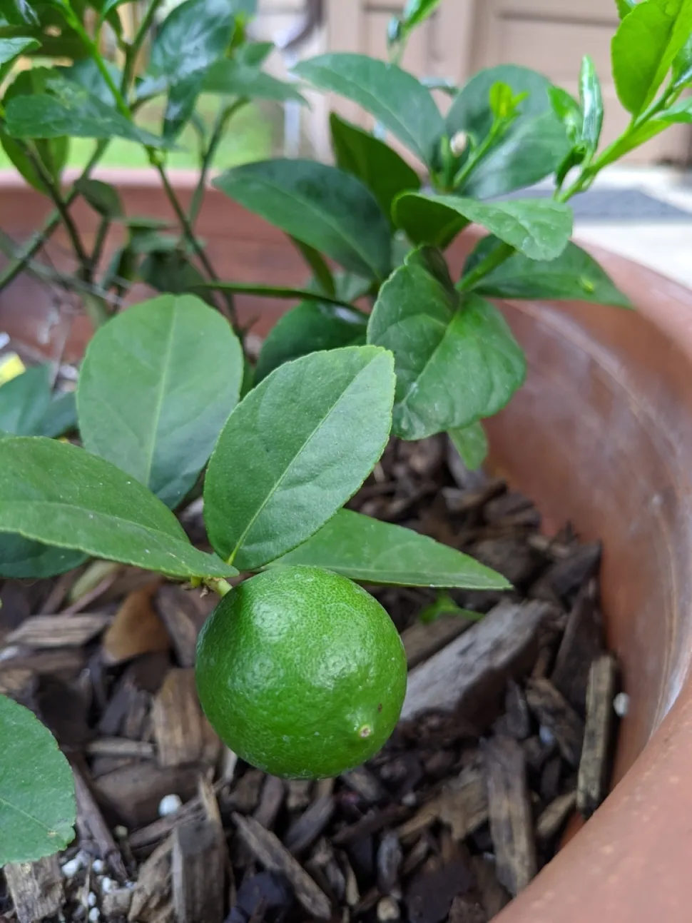 Blade og frugt Citrus aurantiifolia