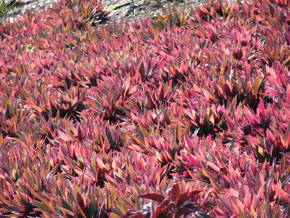 Miseria viola e verdeTradescantia spathacea