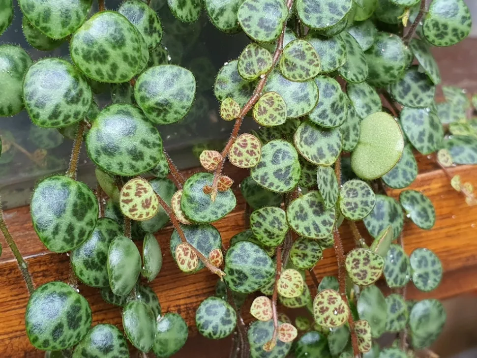Runde Blätter Peperomia prostrata