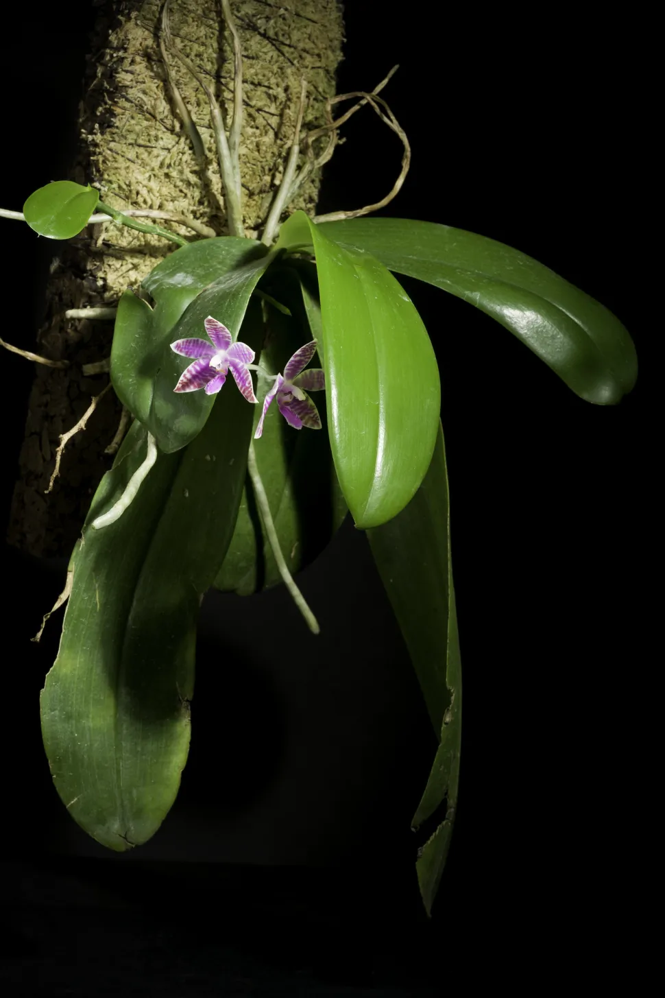 Orchidee Lueddemanniana große grüne Blätter in Blüte