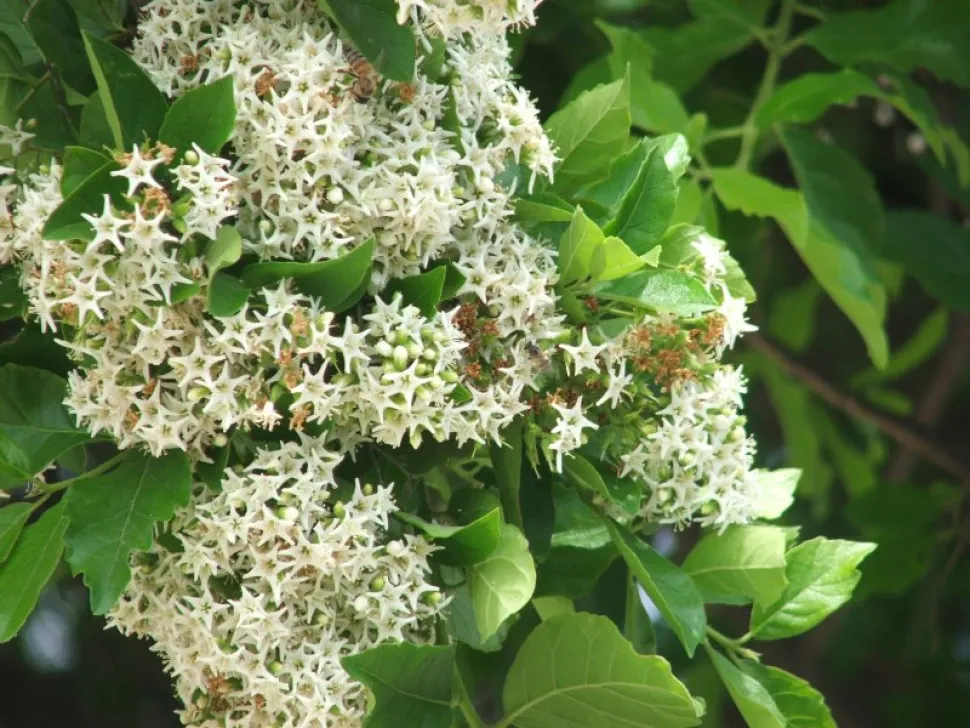 Fiori bianchi Ehretia anacua