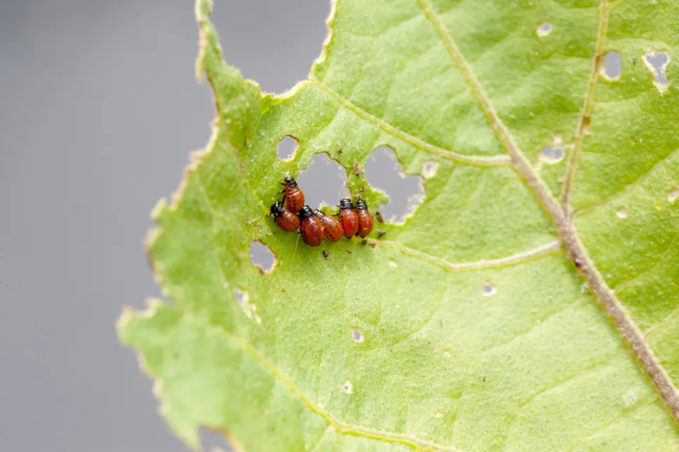 Larves de doryphore sur une feuille de pomme de terre