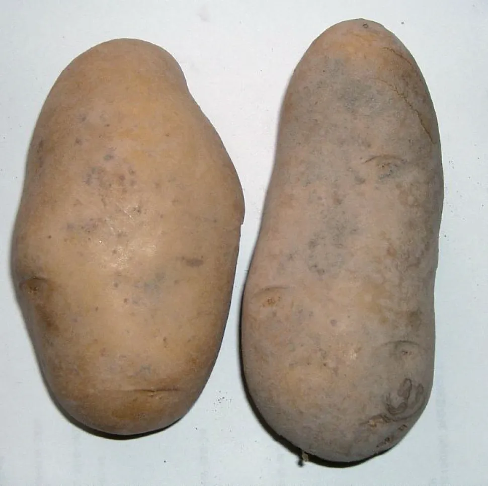 Kartoffelknollen