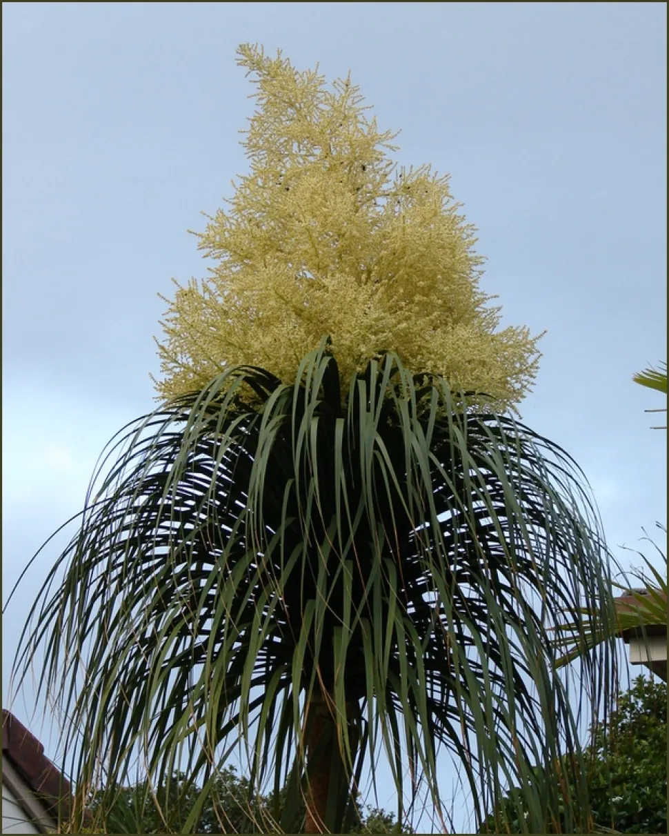 Beaucarnea recurvata i blomst