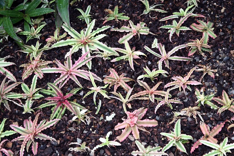 Cryptanthus 'pink Starlite' in de grond