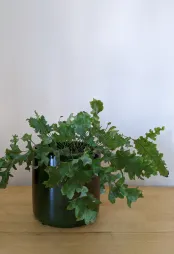 Phlebodium Davana en maceta