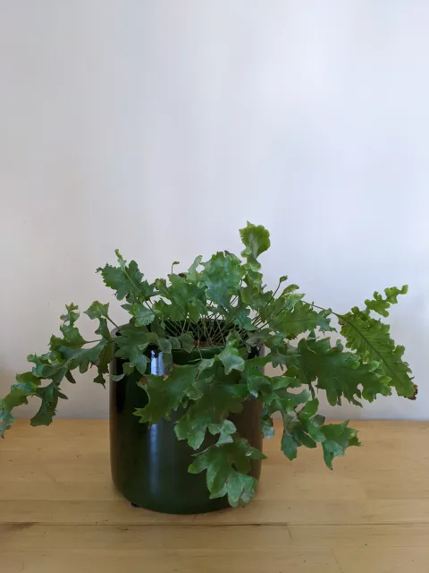 Phlebodium Davana i en potte